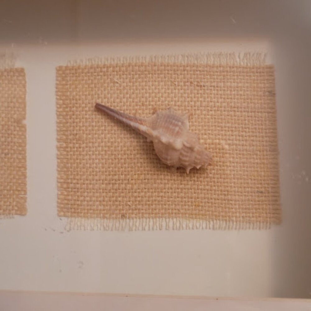 Sea Shell Shadow Boxes - Picture 8 of 11